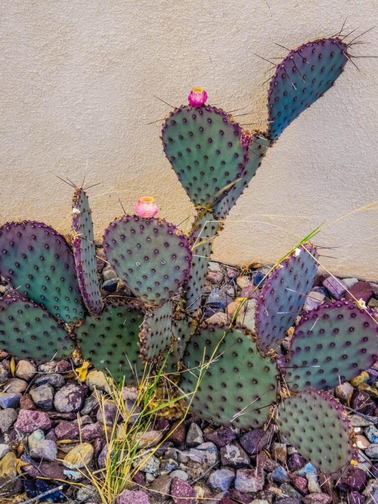 Prickly pear cactus with purple and pink flowers.