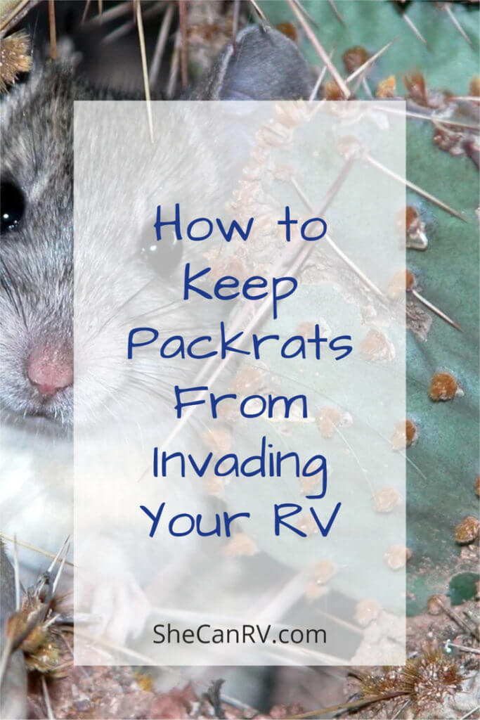 Pack Rats (aka Wood Rats) RVing Tip