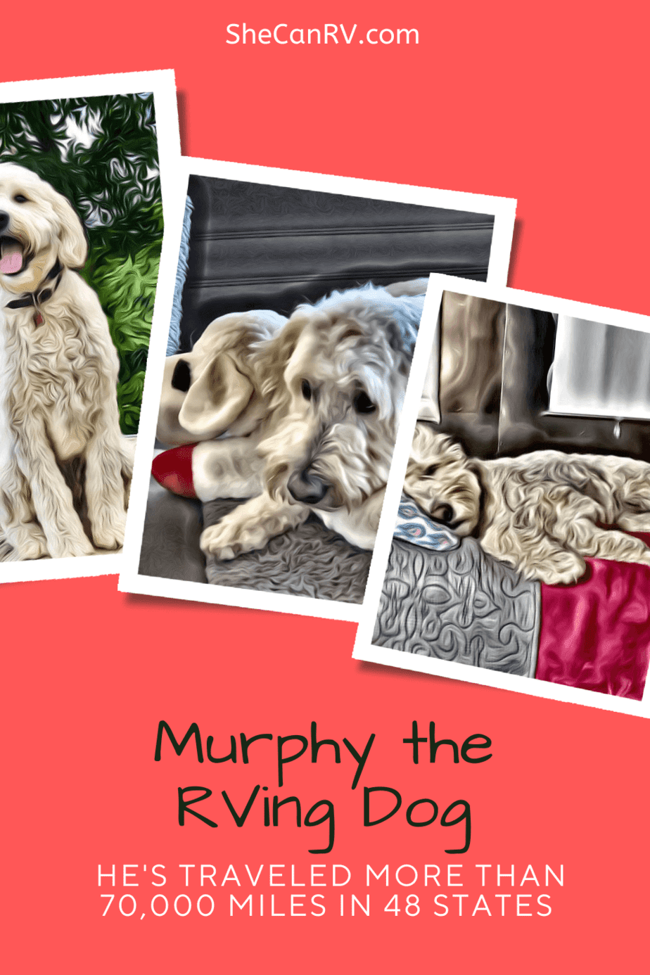 Murphy the RVing Dog